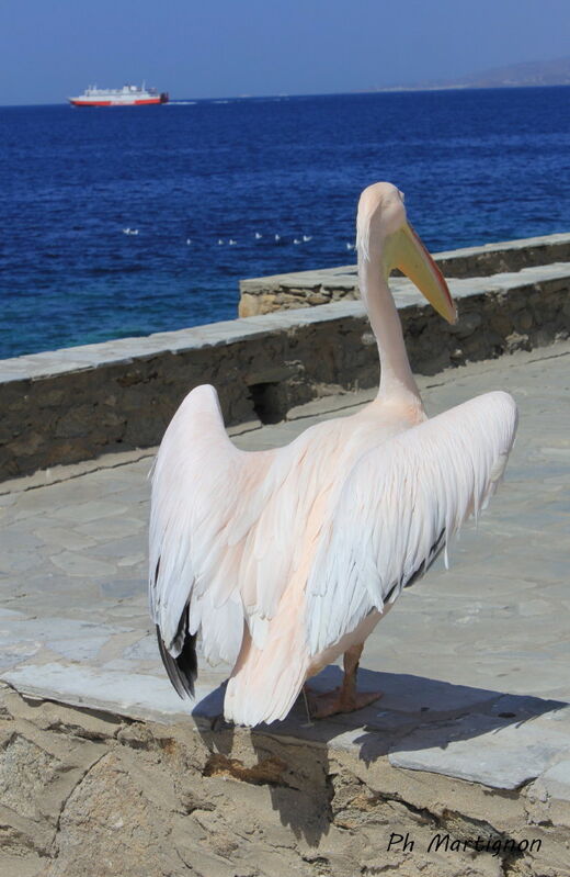 Pélican blanc, identification