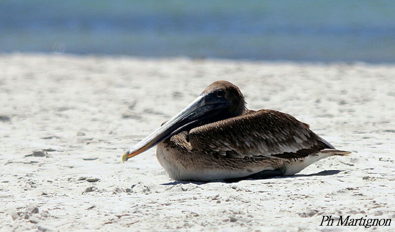 Brown Pelican