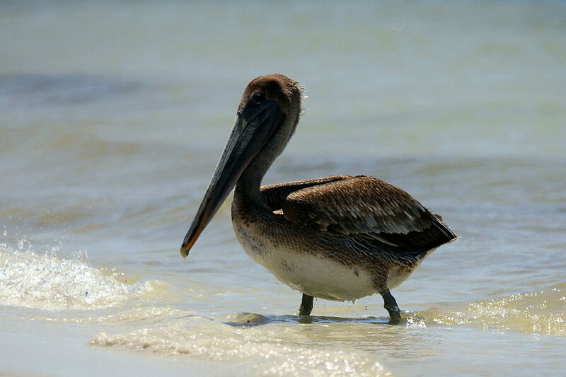 Brown Pelican, identification