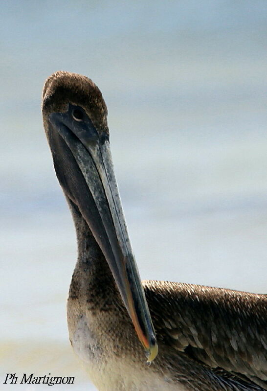 Pélican brun, identification