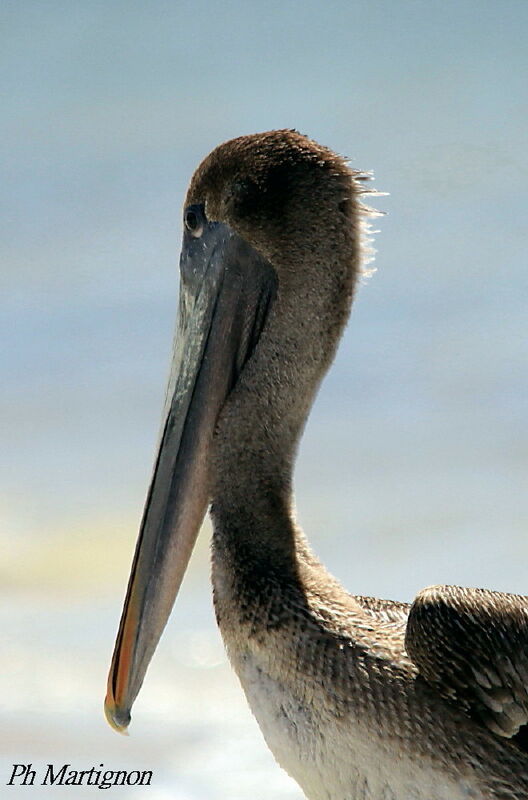 Pélican brun, identification