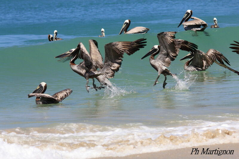 Brown Pelican, Flight