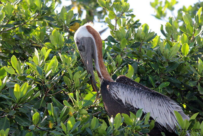 Brown Pelican, identification