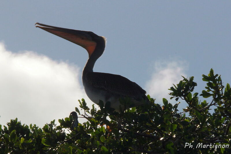 Brown Pelican, identification