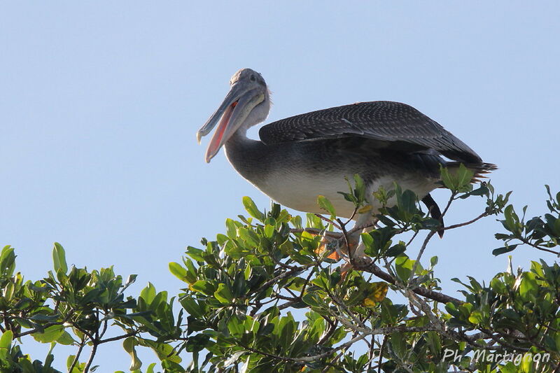 Brown Pelican, identification