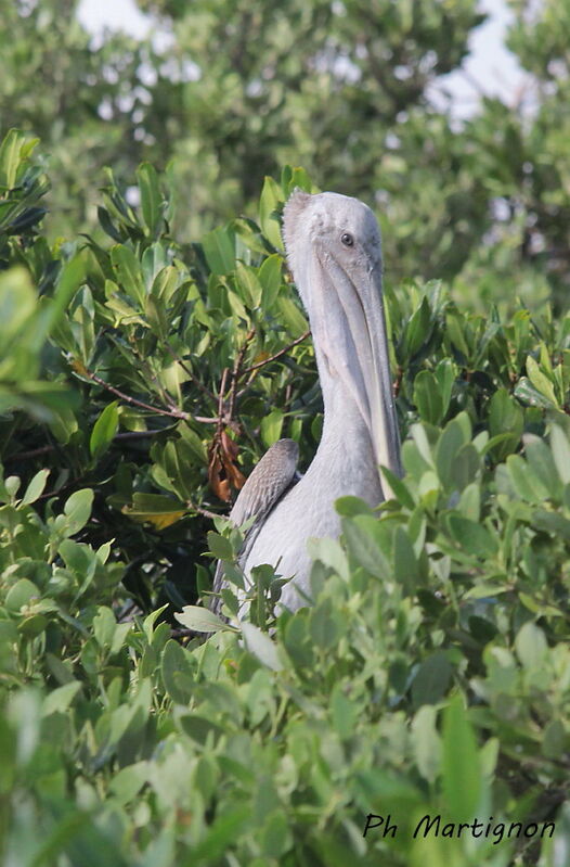 Brown Pelican, identification