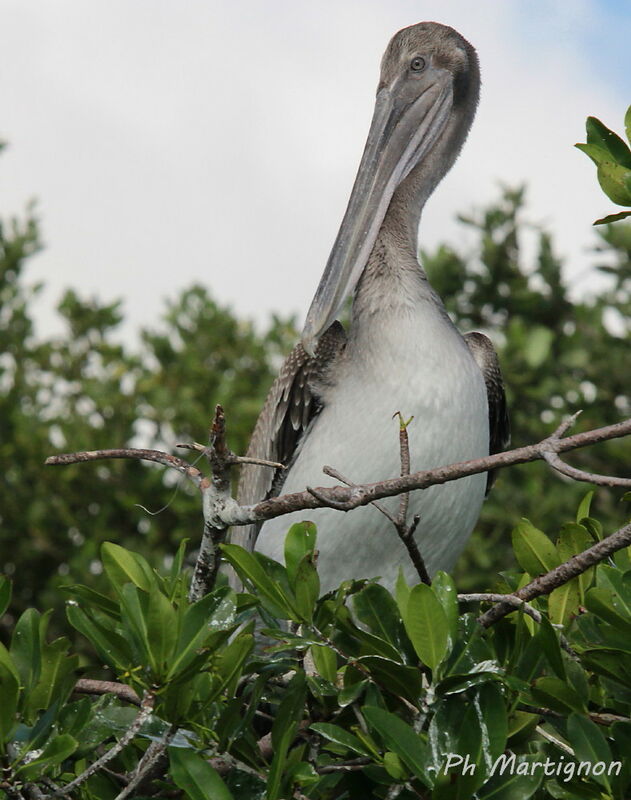 Brown Pelican, identification