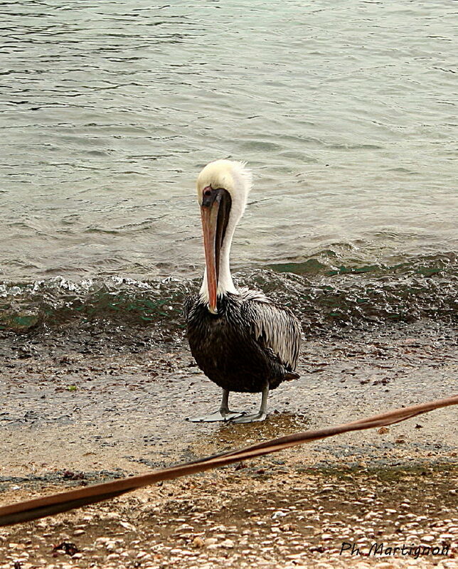 Pélican brun, identification