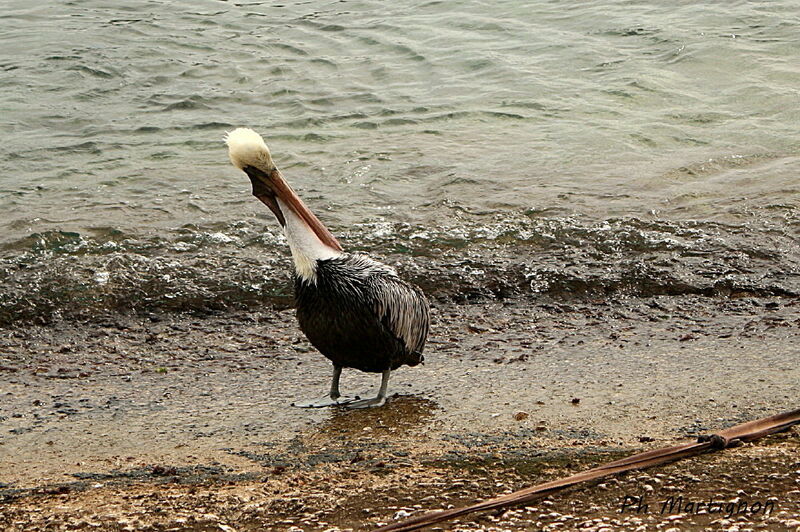 Pélican brun, identification