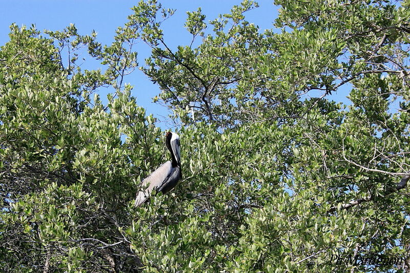 Pélican brun mâle, identification