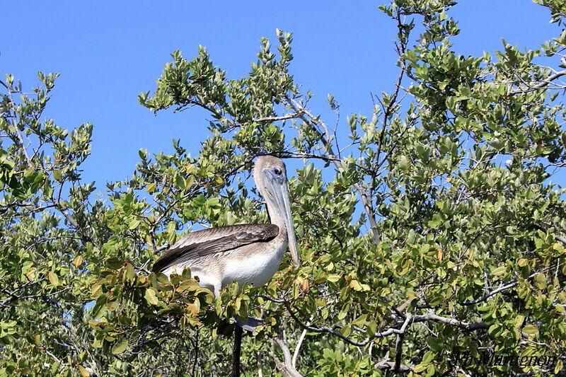 Brown Pelican female, identification