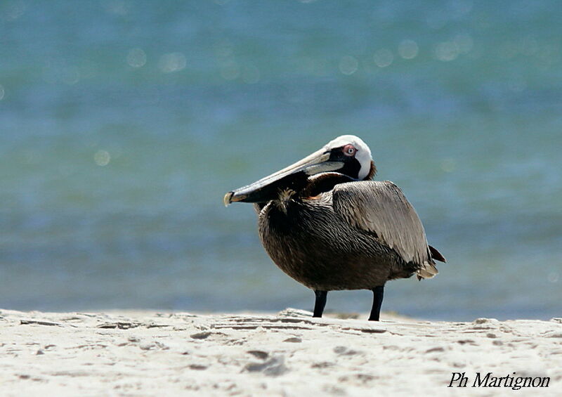 Brown Pelican, identification