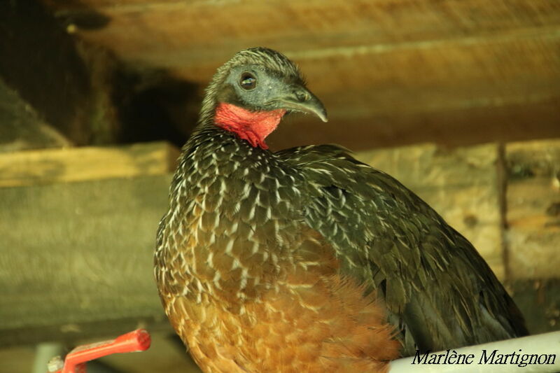 Spix's Guan, identification