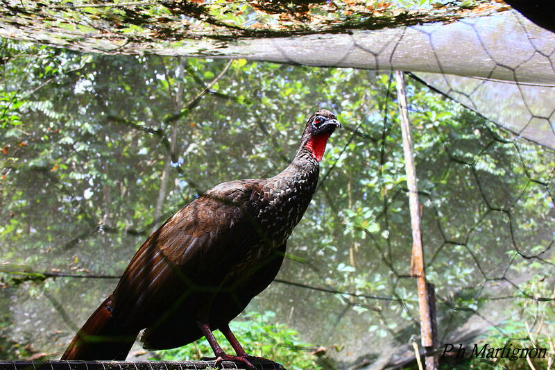 Crested Guan