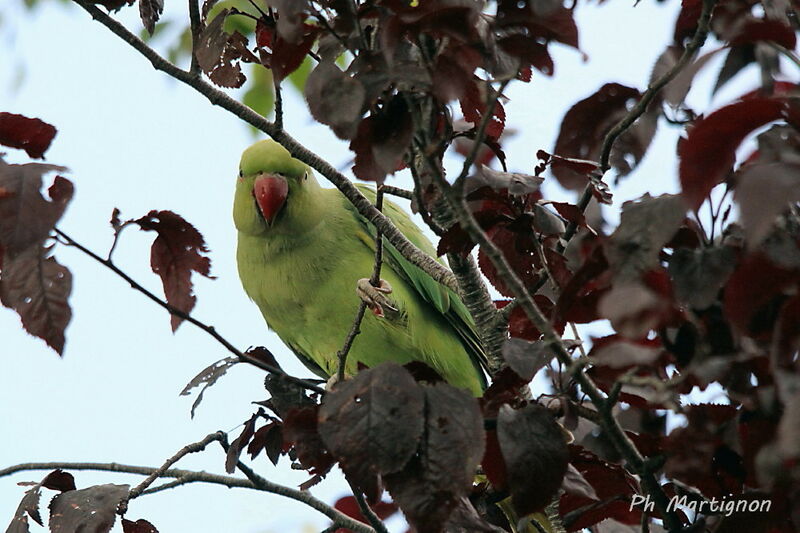 Perruche à collier, identification