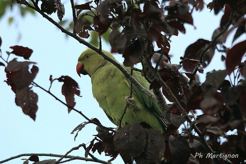 Perruche à collier, identification