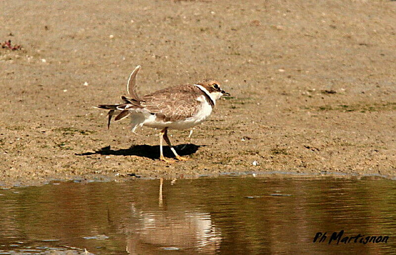 Little Ringed Plover