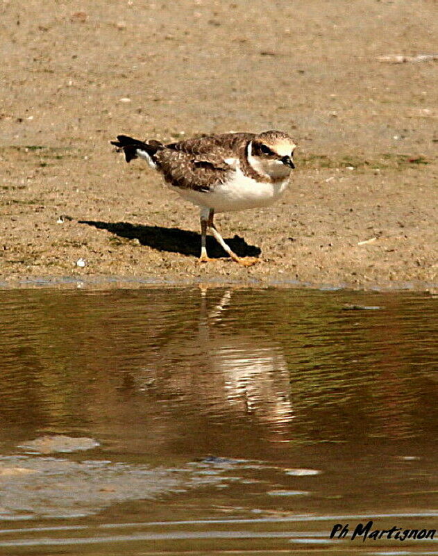 Little Ringed Plover