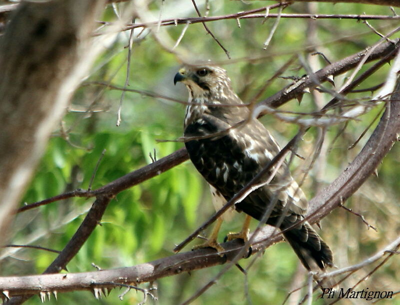 Petite Busejuvénile, identification