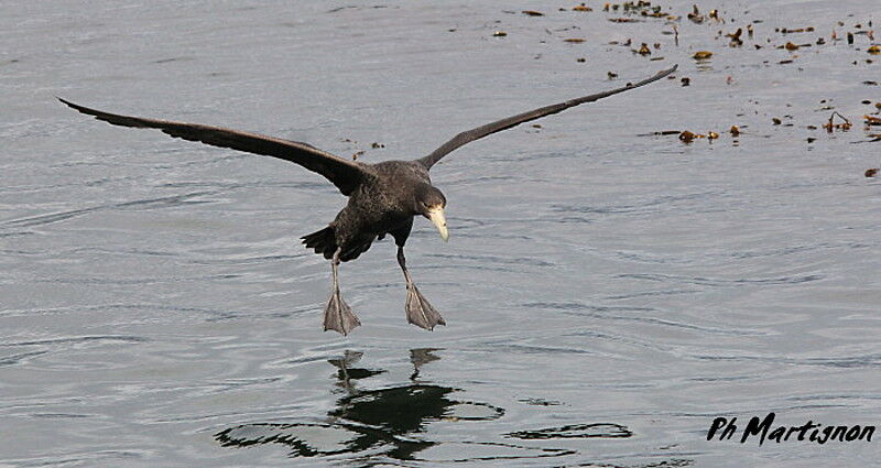 Southern Giant Petrel