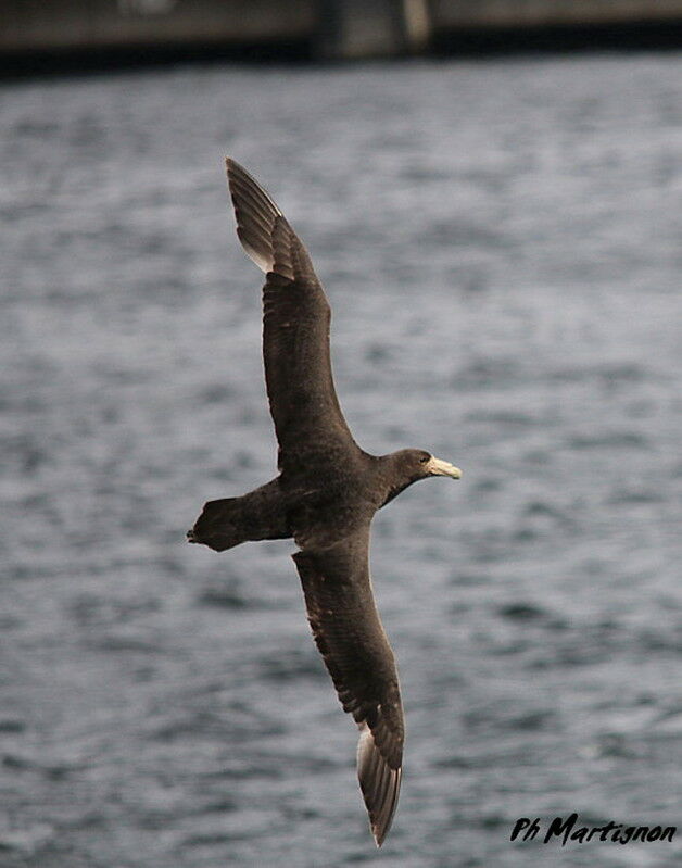 Southern Giant Petrel