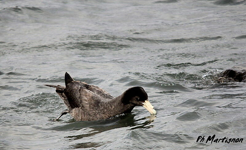 Southern Giant Petrel