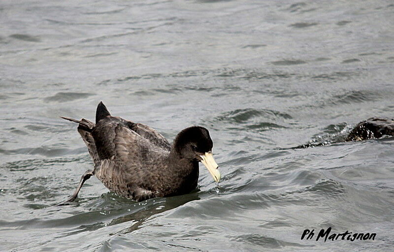 Southern Giant Petrel