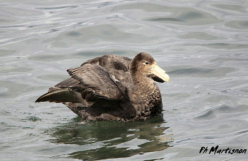 Southern Giant Petrel