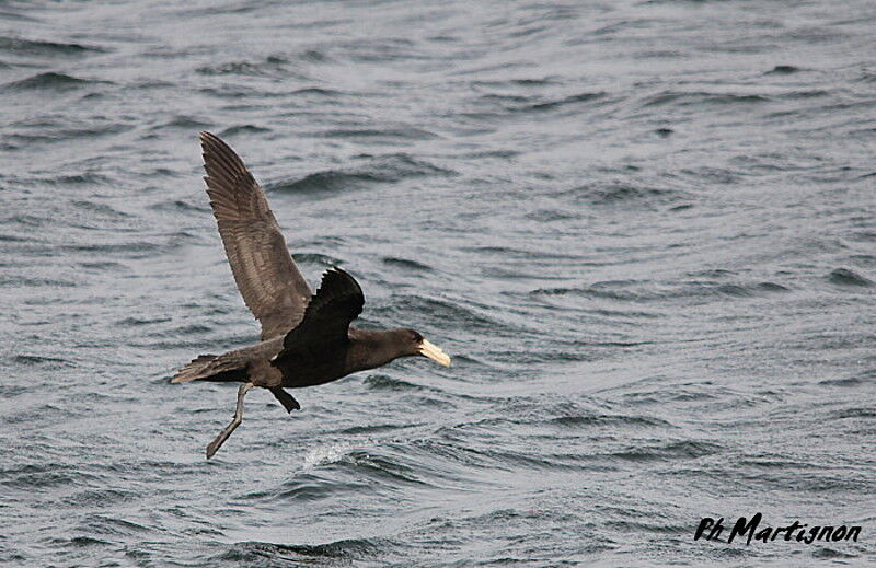 Southern Giant Petrel