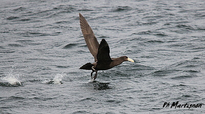 Southern Giant Petrel