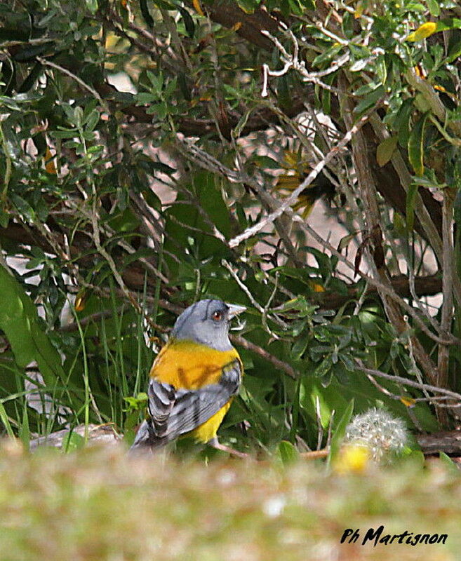 Patagonian Sierra Finch