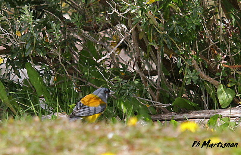 Patagonian Sierra Finch