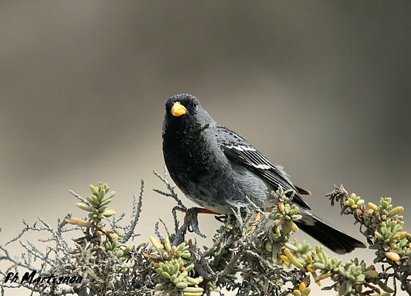 Mourning Sierra Finch