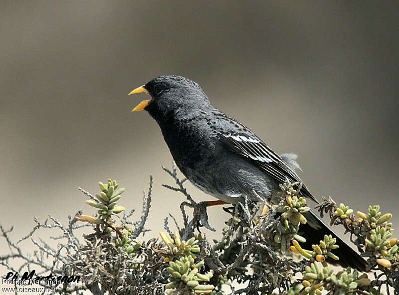 Mourning Sierra Finch male adult, identification