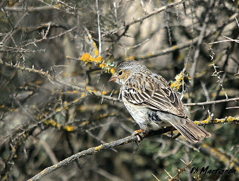 Mourning Sierra Finch female