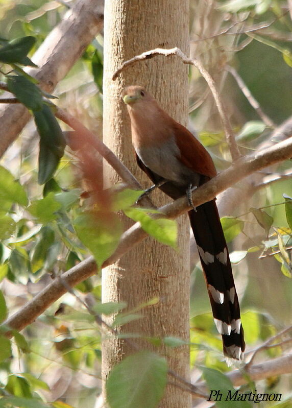 Squirrel Cuckoo