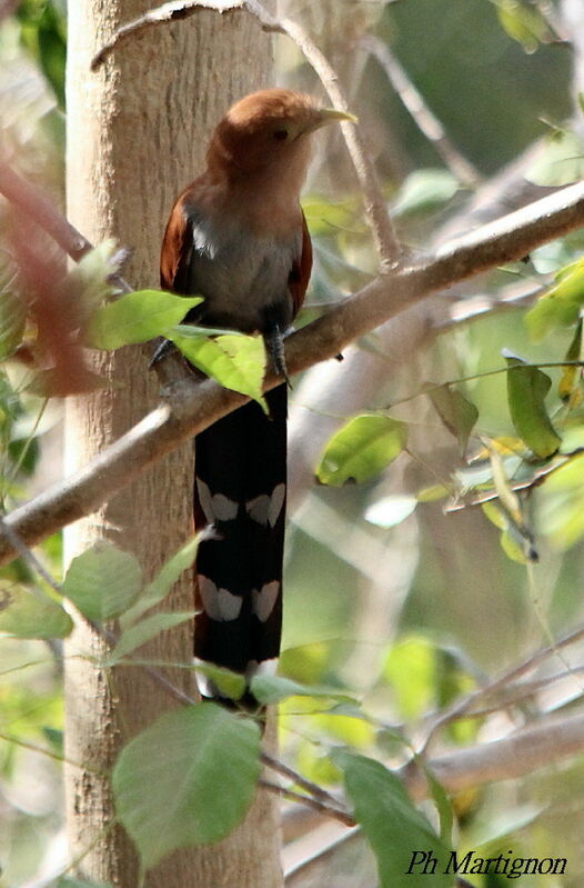 Squirrel Cuckoo, identification