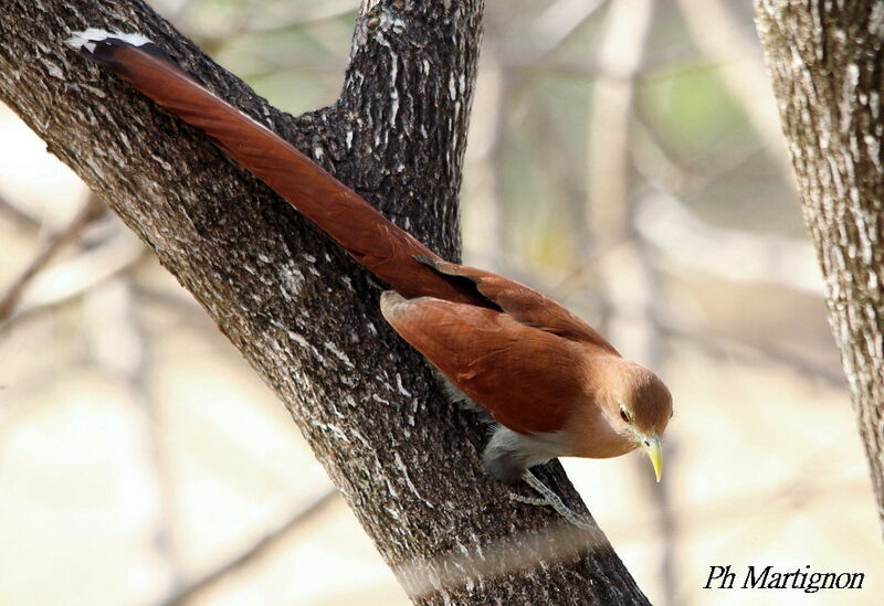 Squirrel Cuckoo, identification