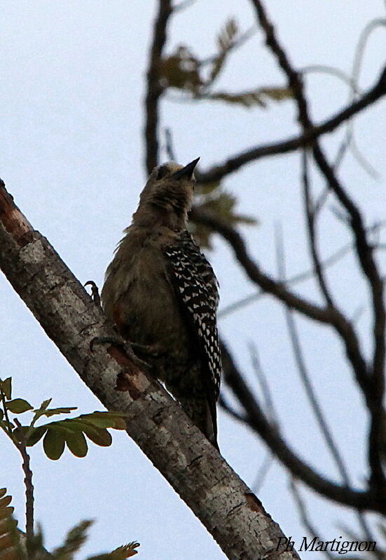 Red-crowned Woodpecker