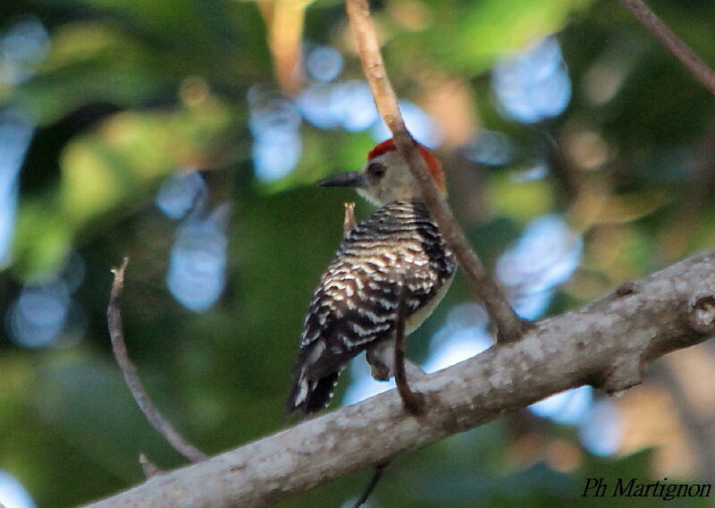 Red-crowned Woodpecker male, identification