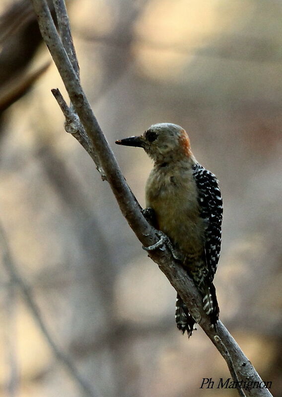 Red-crowned Woodpecker, identification