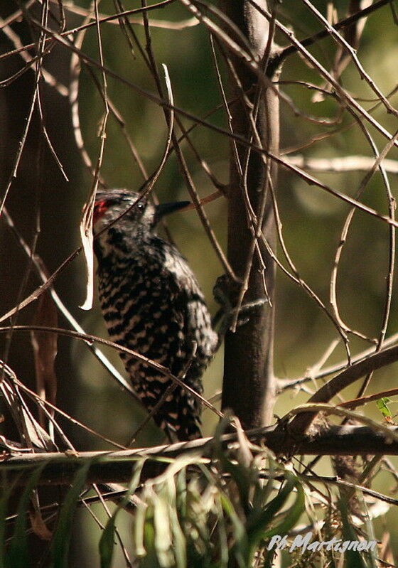 Striped Woodpecker