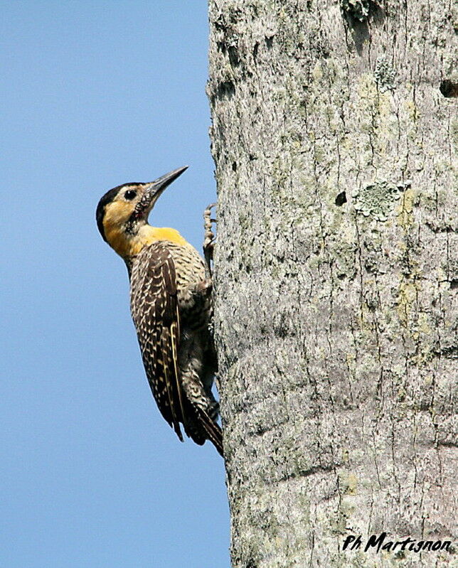 Campo Flicker