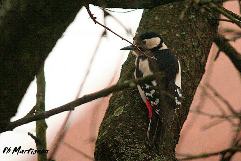 Great Spotted Woodpecker female, identification