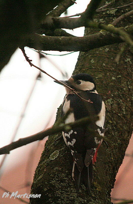 Great Spotted Woodpecker female, identification