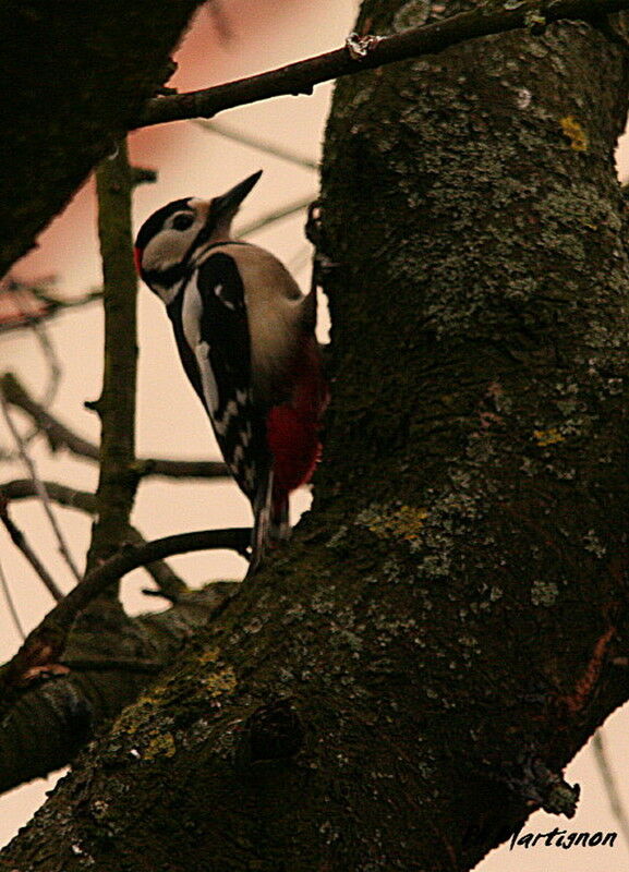 Great Spotted Woodpecker male, identification