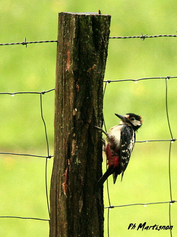 Great Spotted Woodpecker male