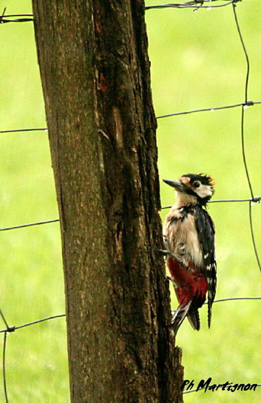 Great Spotted Woodpecker male