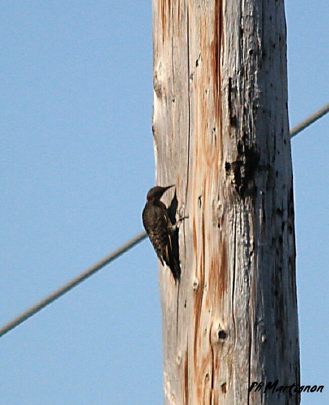 Northern Flicker