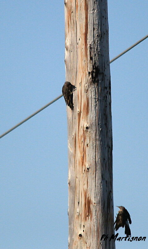 Northern Flicker